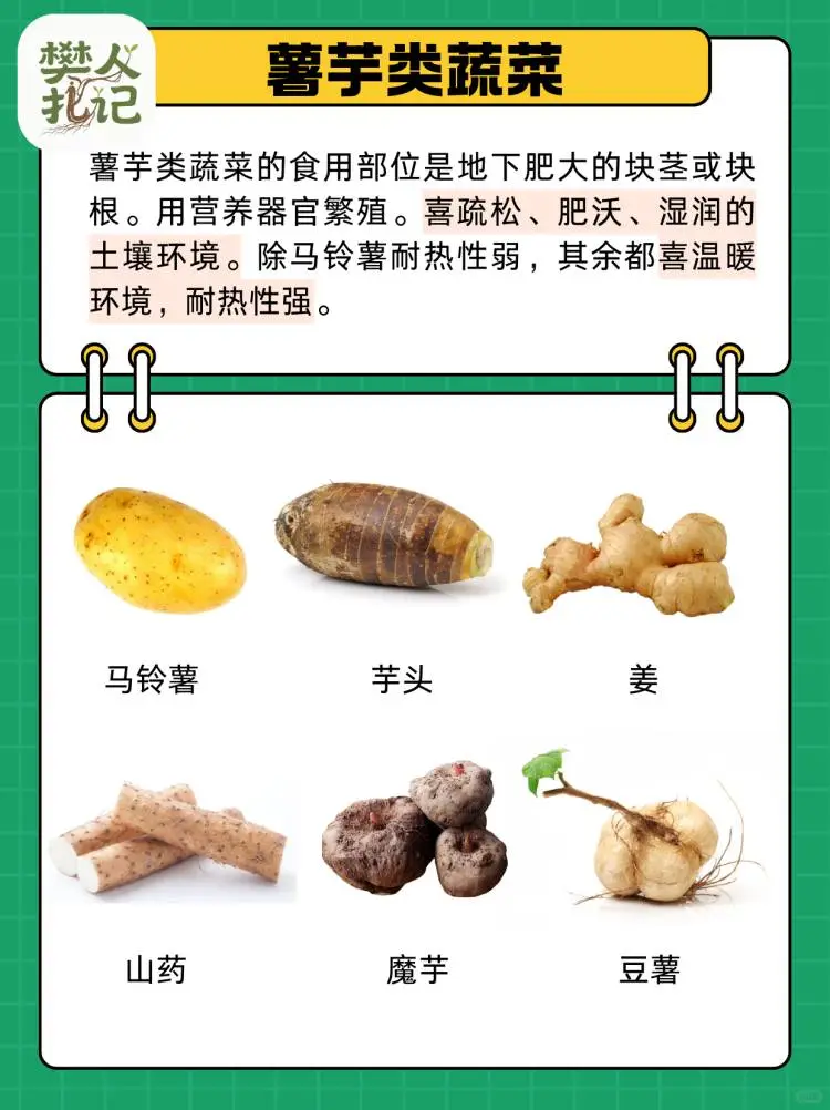 蔬菜清单（下）?种什么菜？什么菜好种？