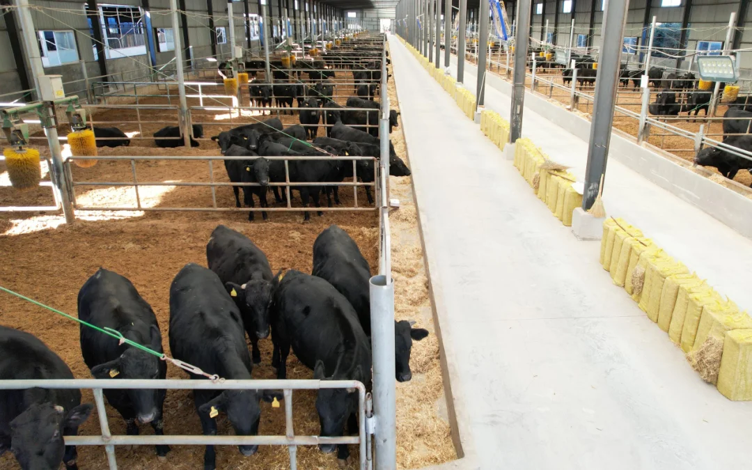 走进“牛肉超级工厂“探秘肉牛产业”