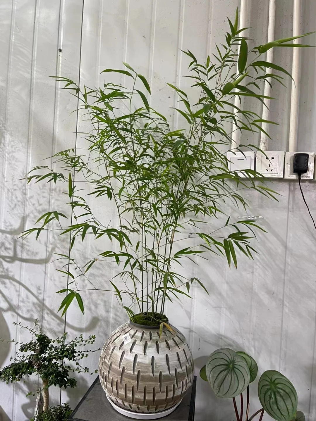 深圳绿植租买，批发，同城免费送货上门