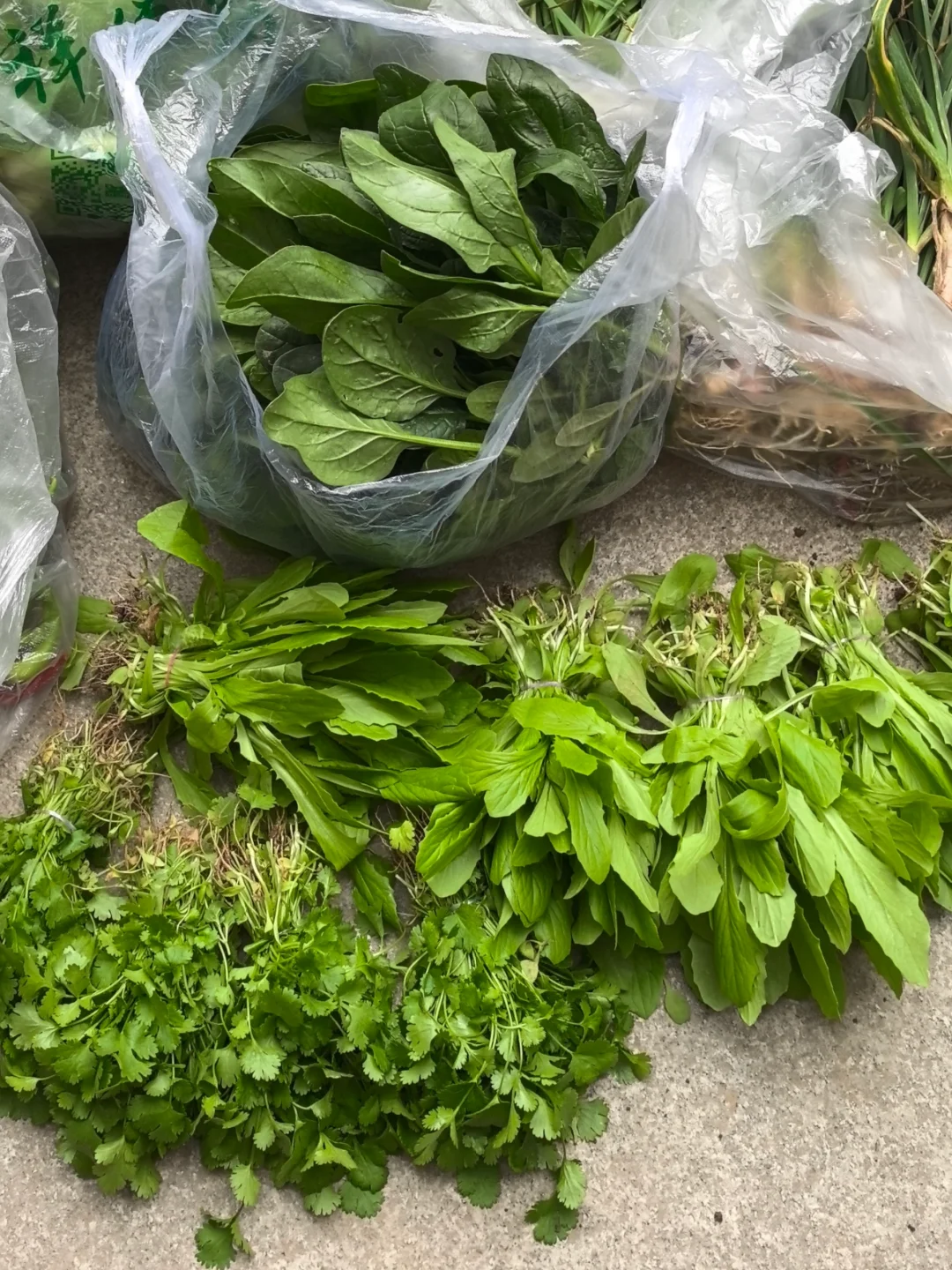 我妈当我来进货呢，?收货新鲜的蔬菜！