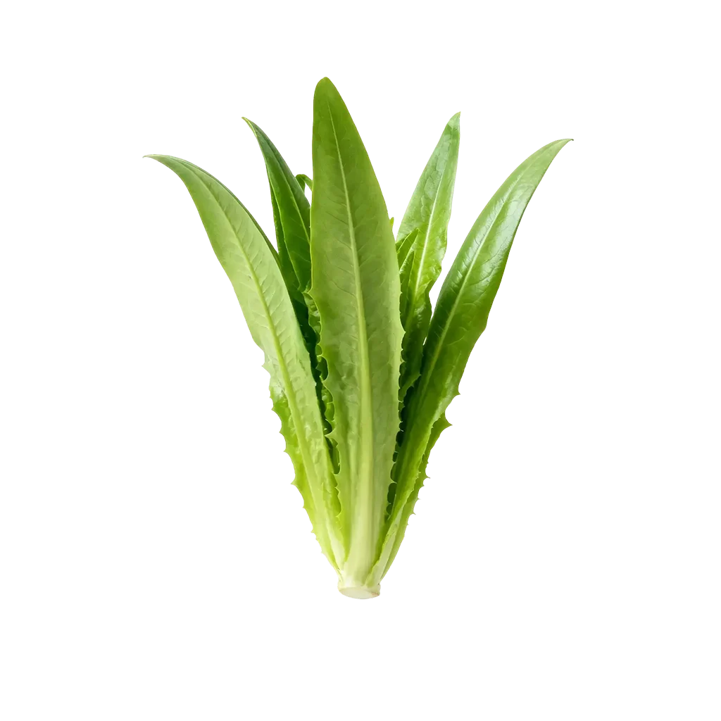 青菜图标，平常你经常吃的是哪一款呢？