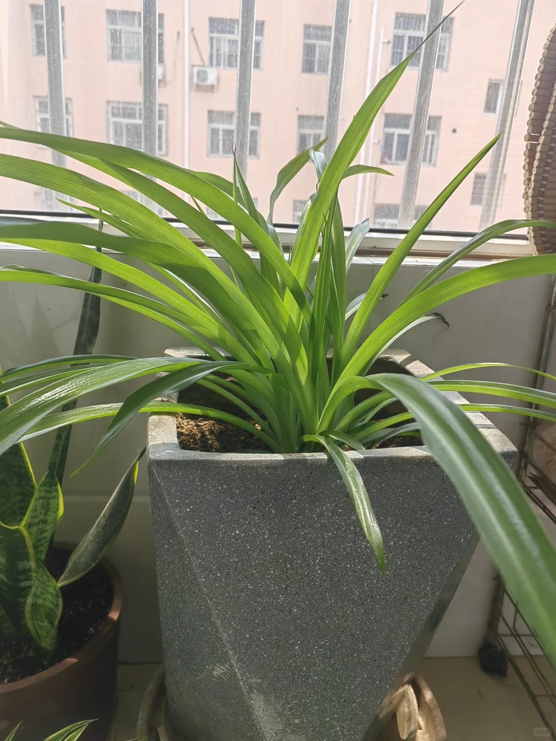 钟爱阳台的花花草草！