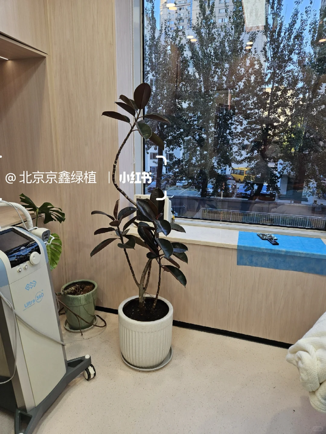 ?北京绿植租赁，绿植造景，绿植租摆