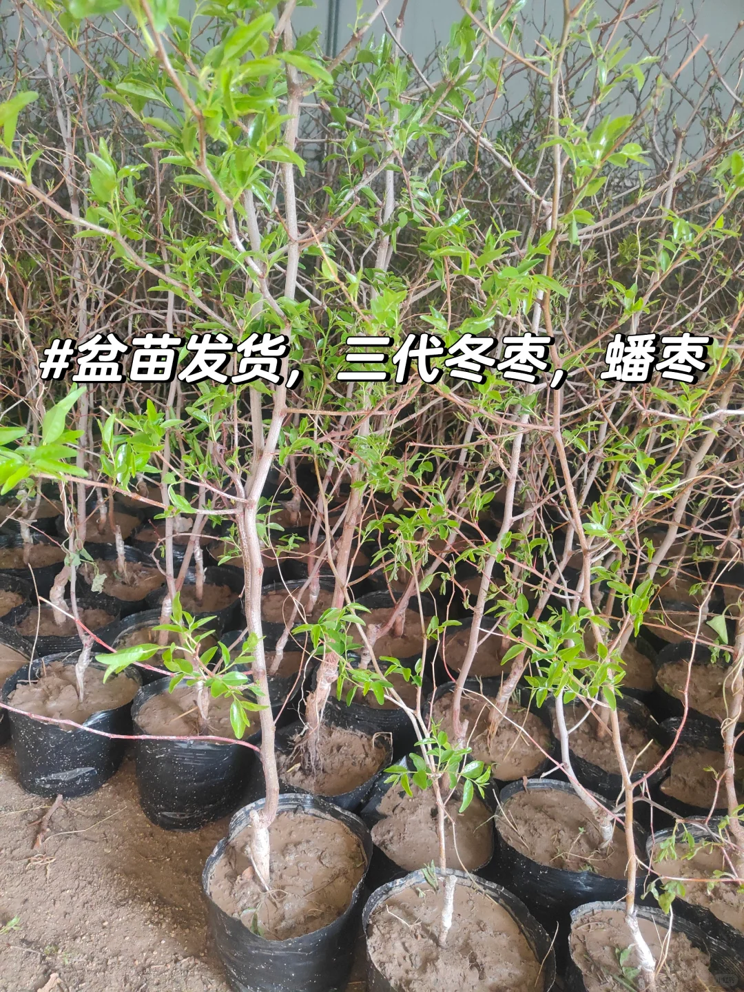 蟠枣，三代冬枣带盆发货