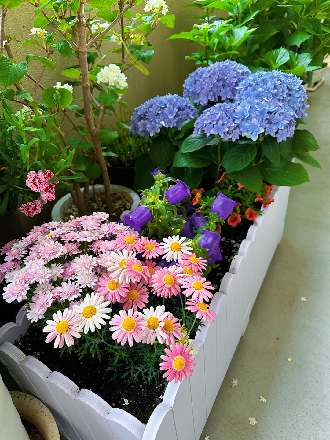 我种了一阳台的花，也不知道叫什么名字