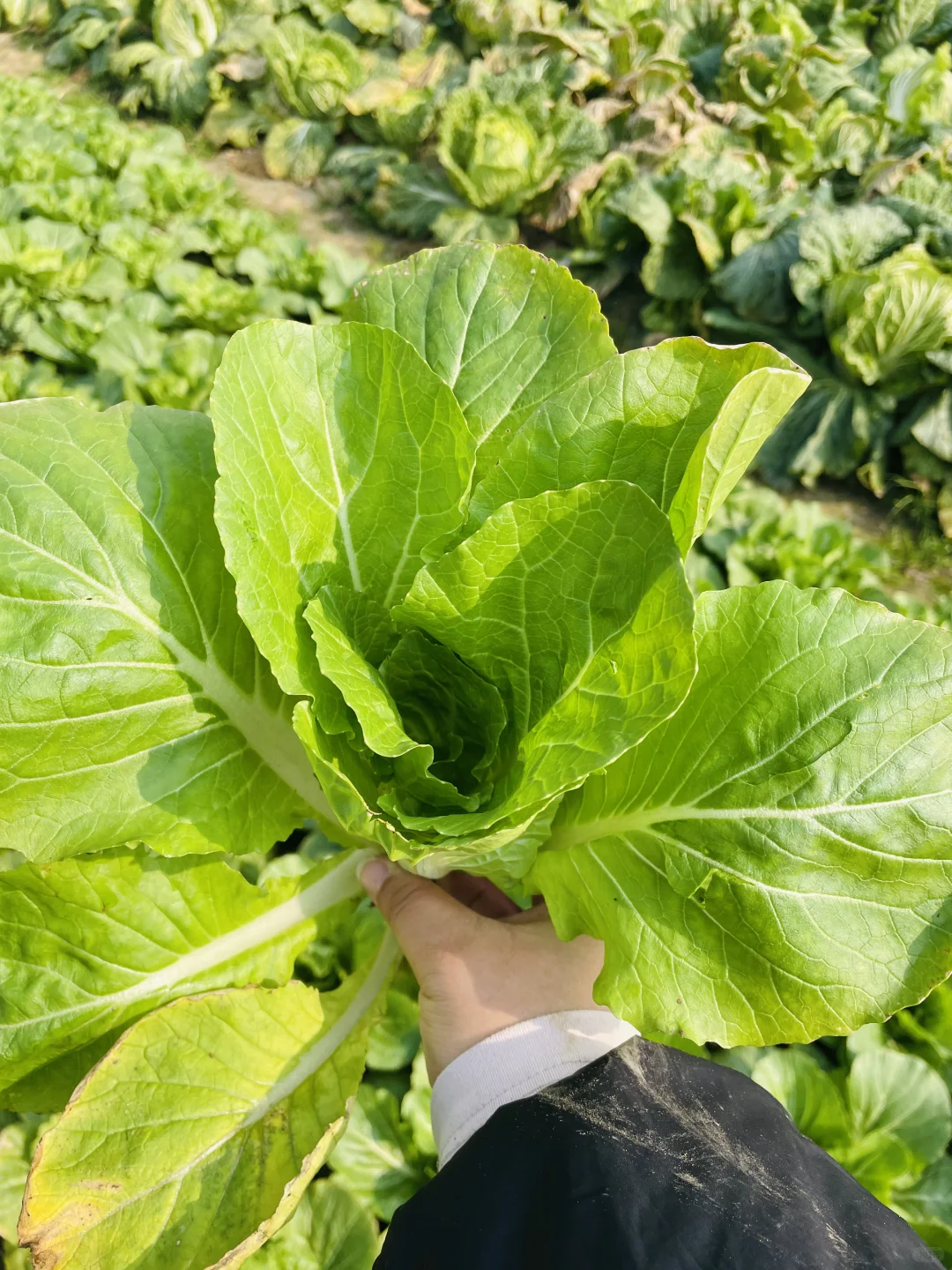 要吃就是绿色健康农家菜?