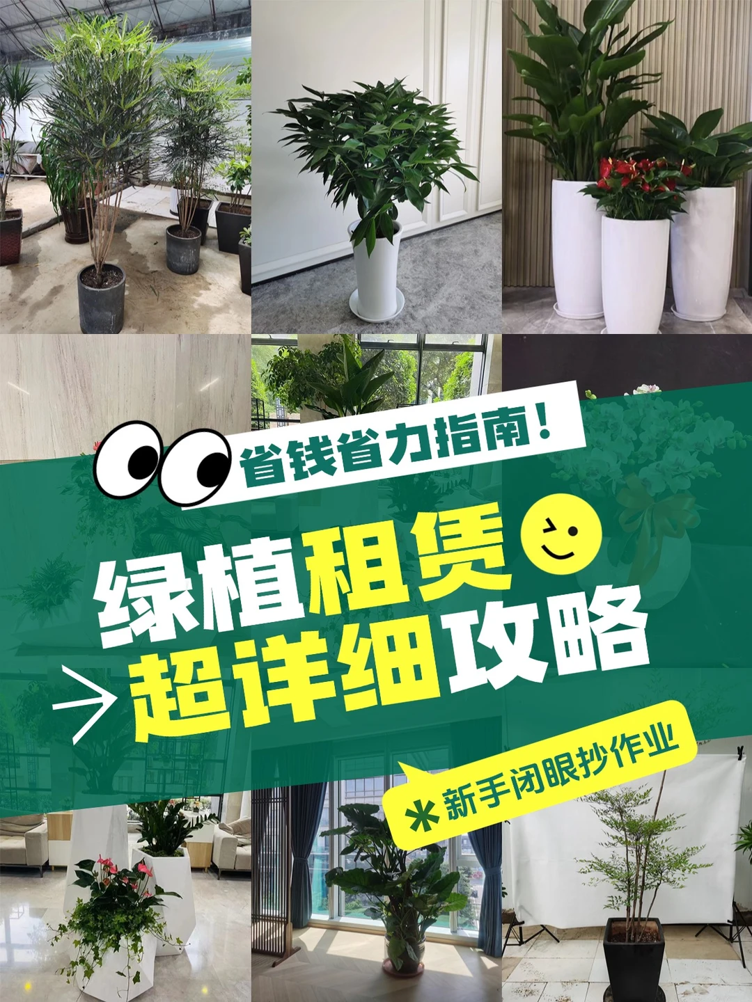 新手租绿植｜3 步省出奶茶钱?