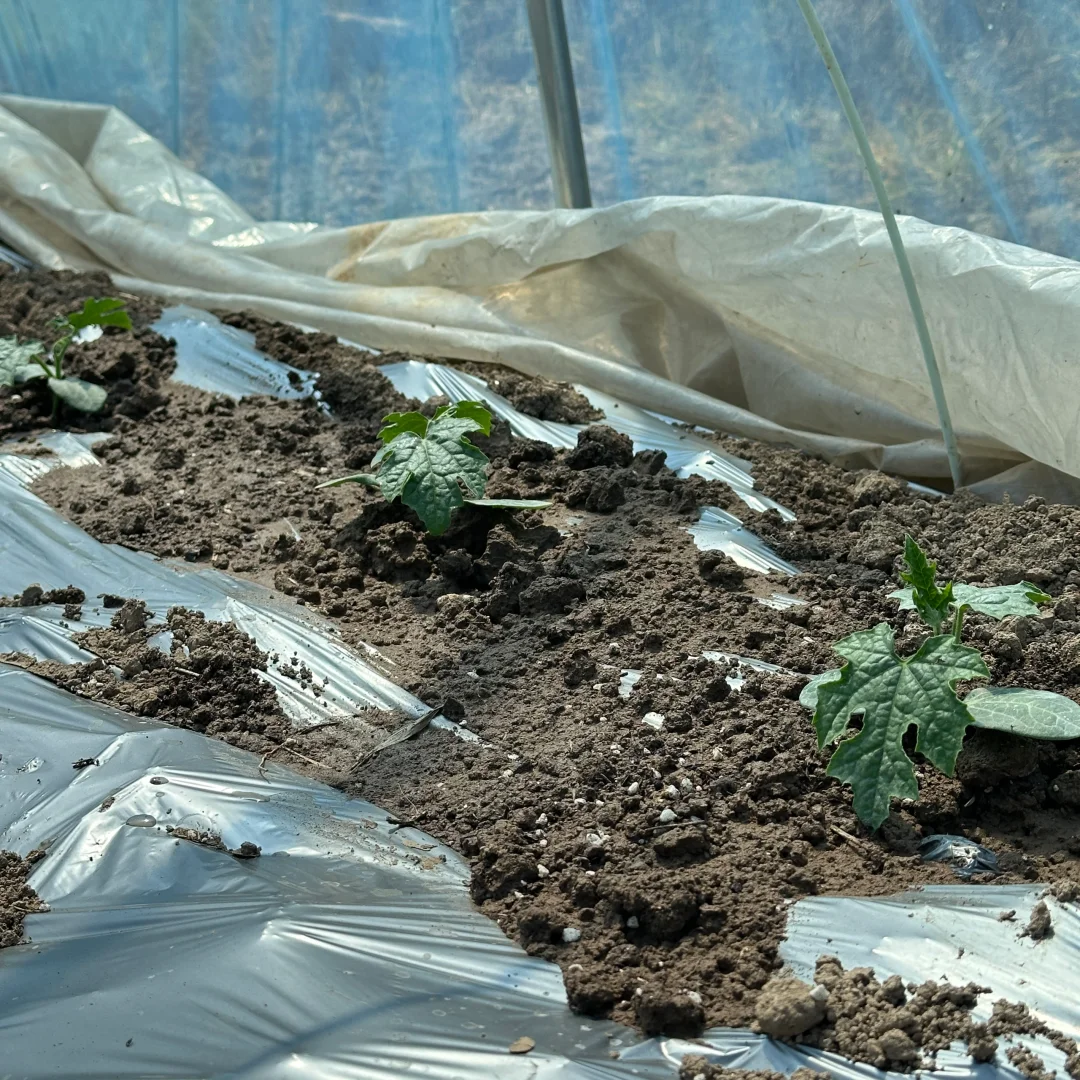 春播正在抓紧进行中?