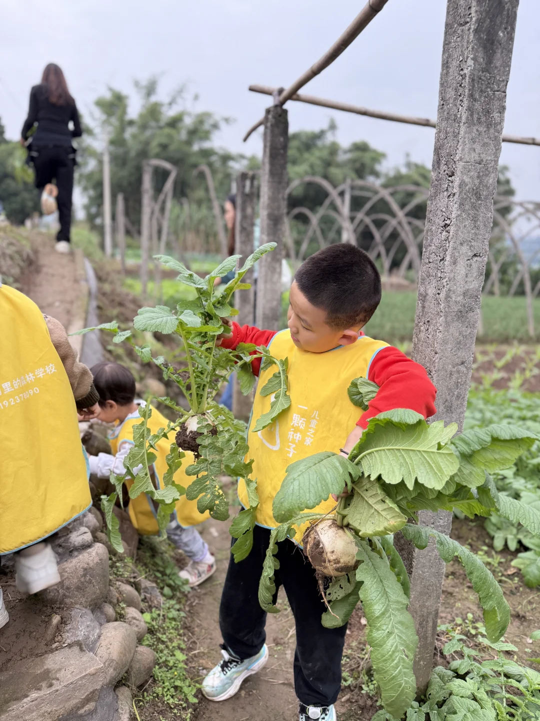亲子游 | 巴南中坝岛 蔬菜采摘