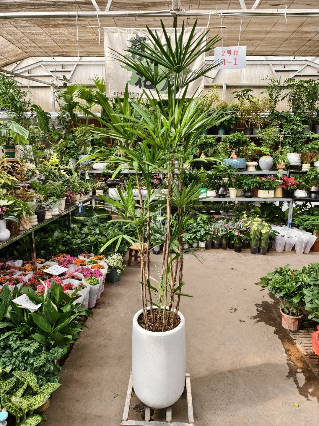 绿植软装是家里最好的软装?绿植软装