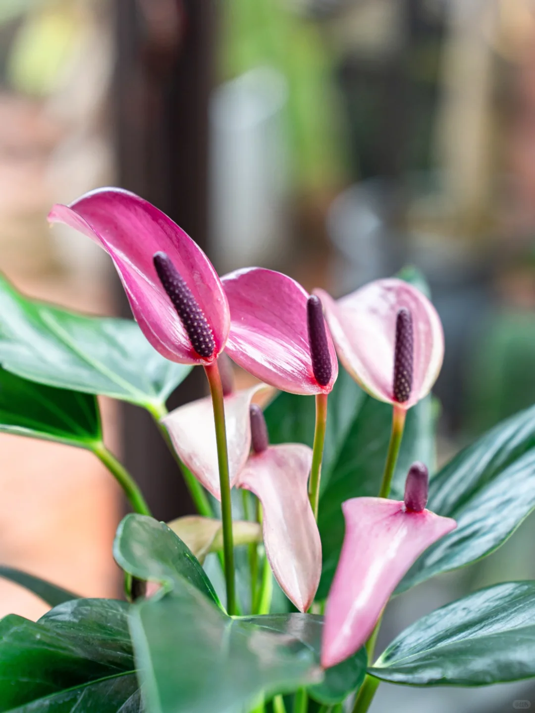 见者好运！紫气东来，好事将要发生！✨