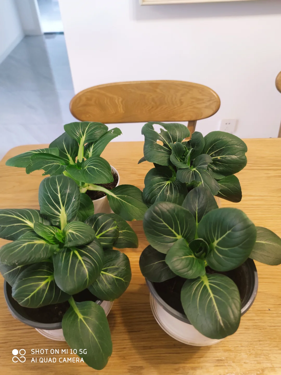 阳台种菜大全。