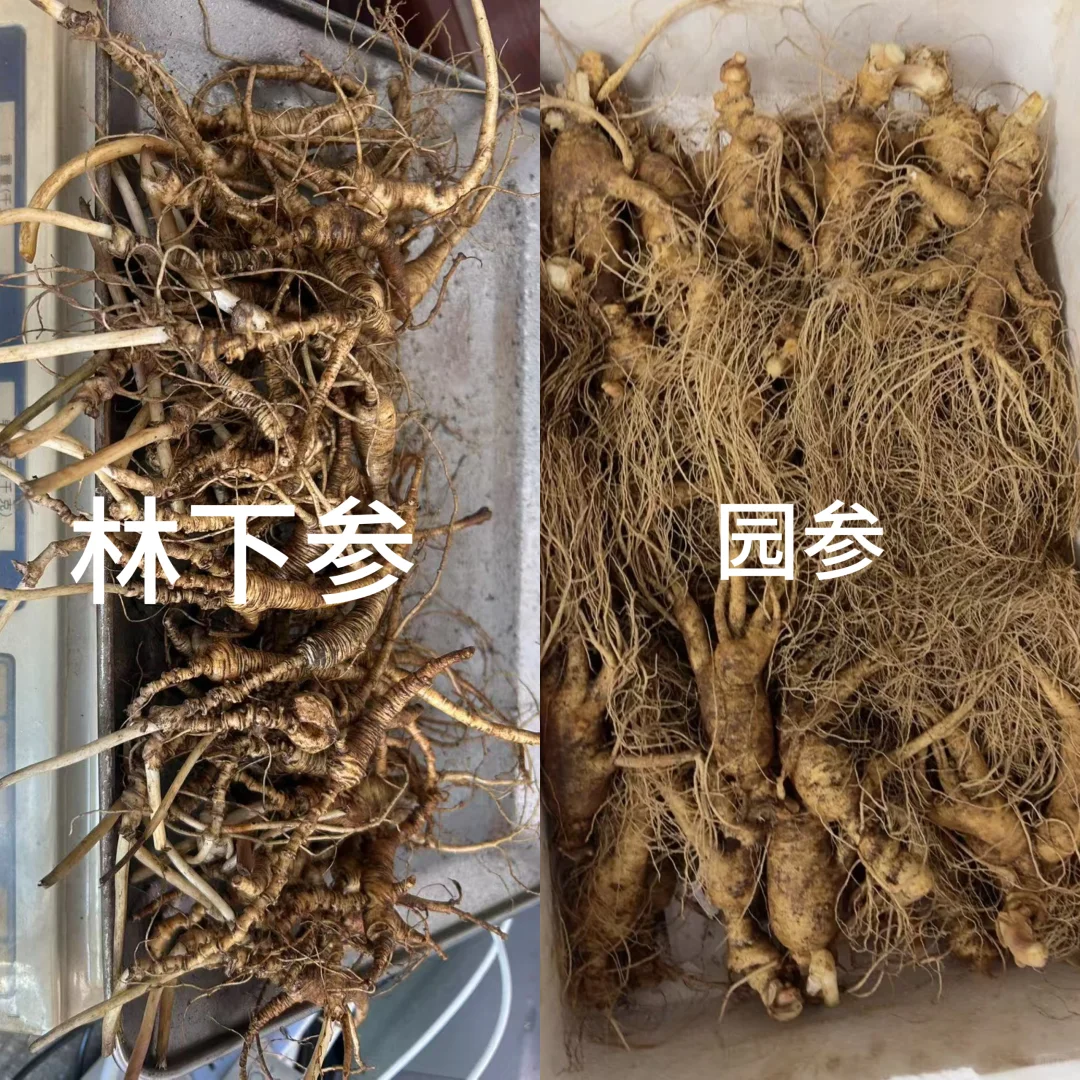 林下参与园参的区别