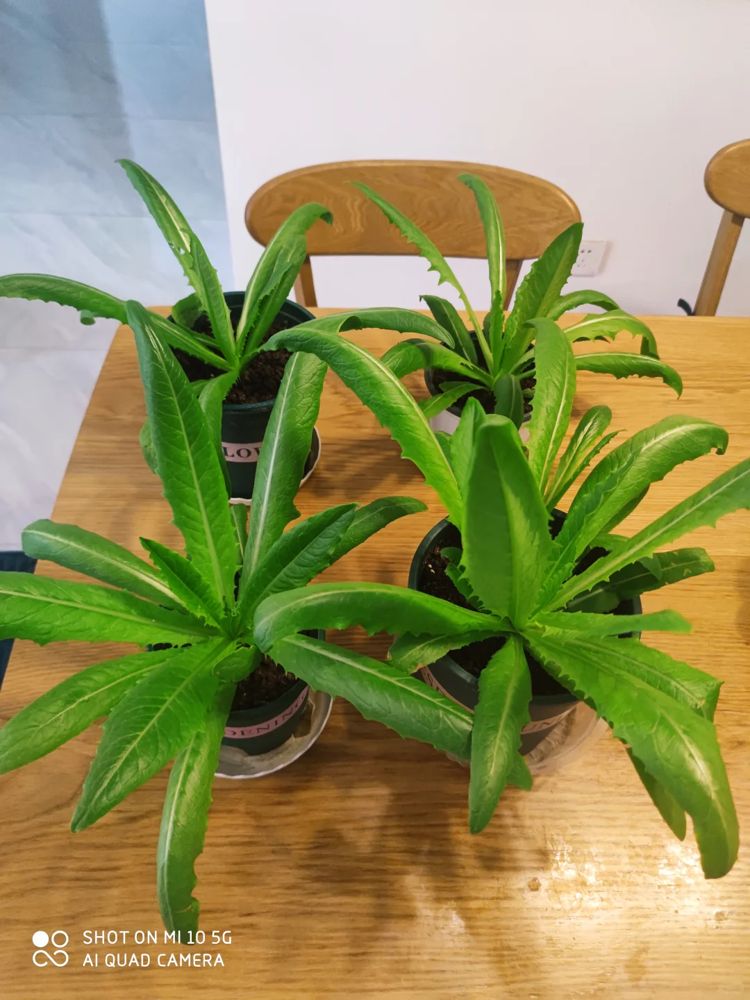 阳台种菜大全。