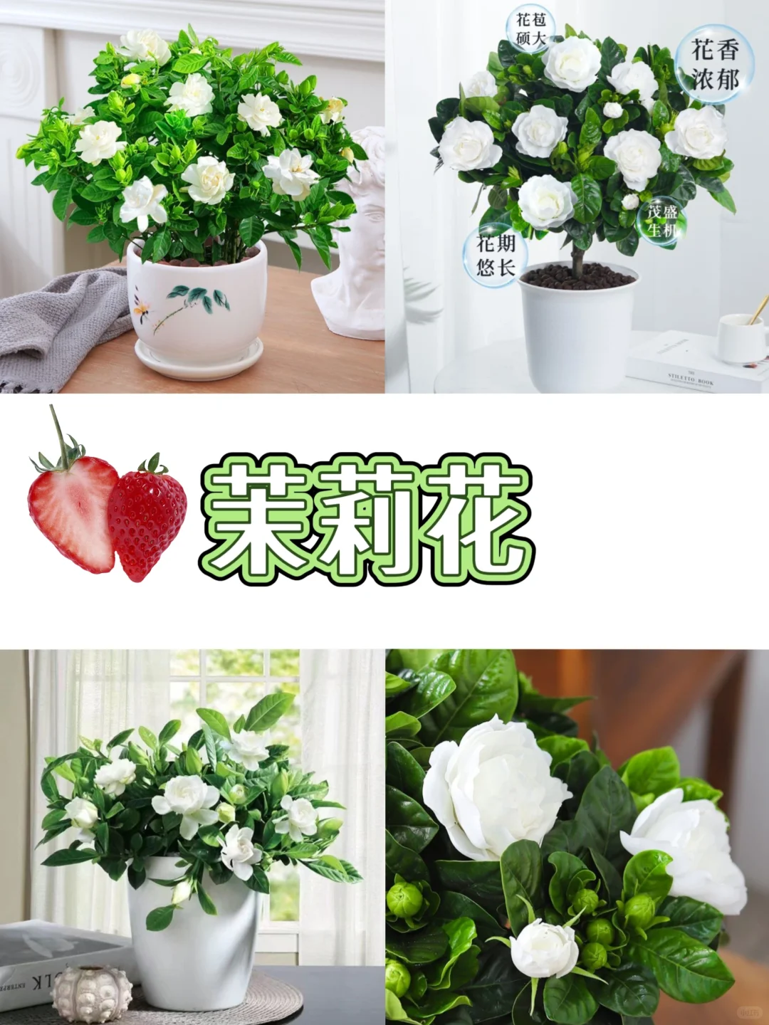 打工人桌面指南‼️自带香气的9⃣️款盆栽