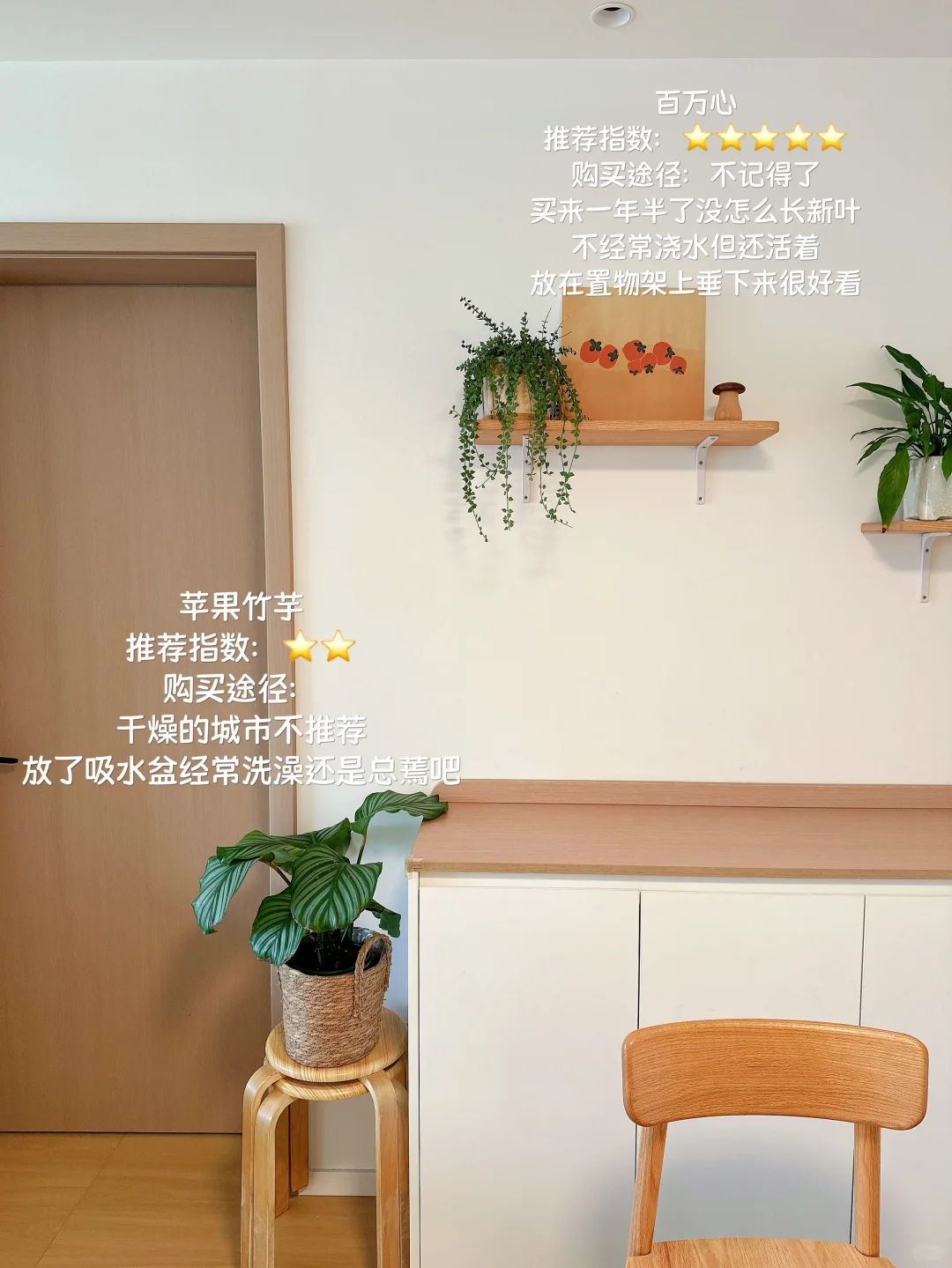 原木风小家入住一年，分享家里的一些植物