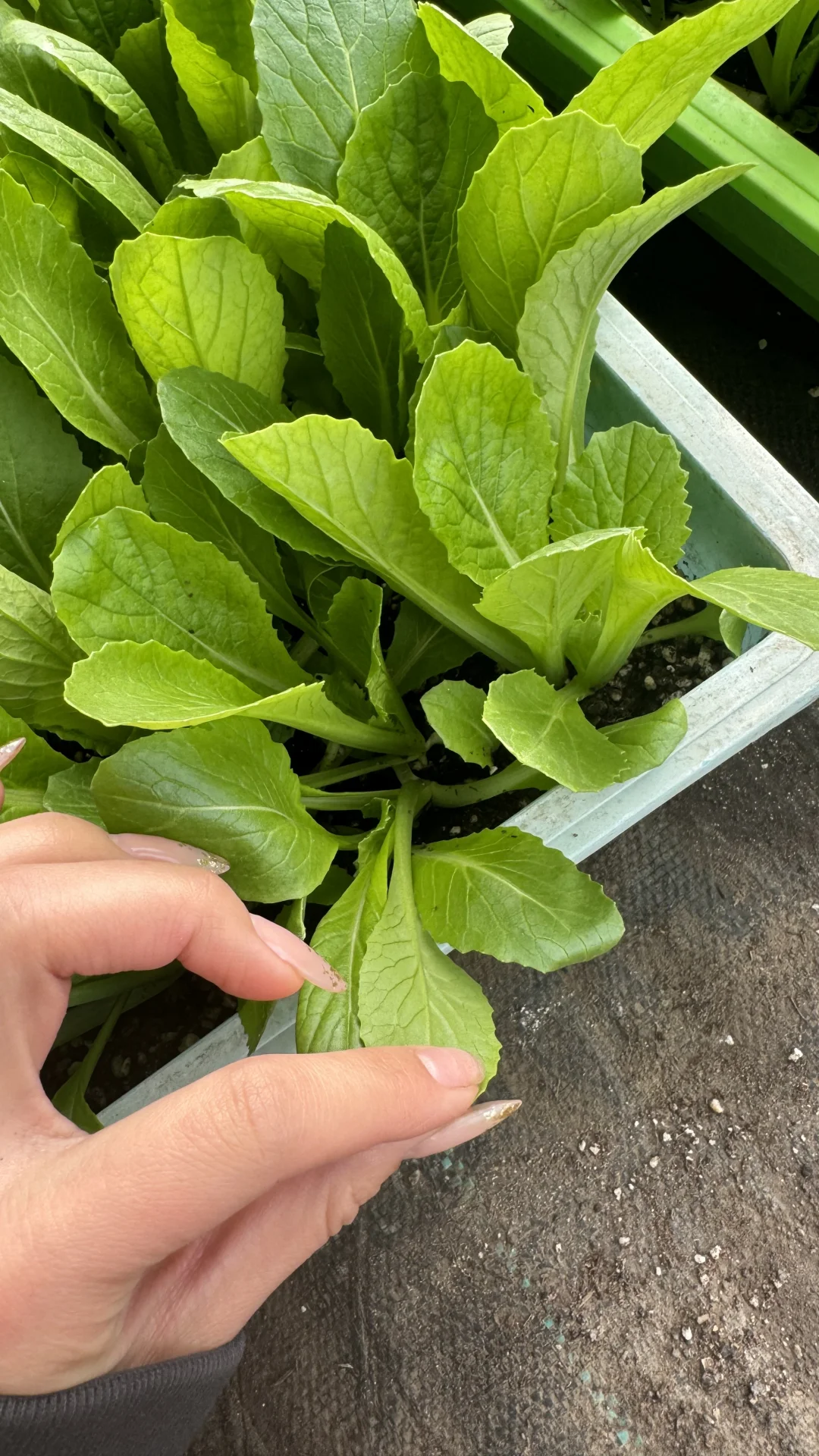 蔬菜盲盒开箱！有机种植的菜菜都有什么！春笋