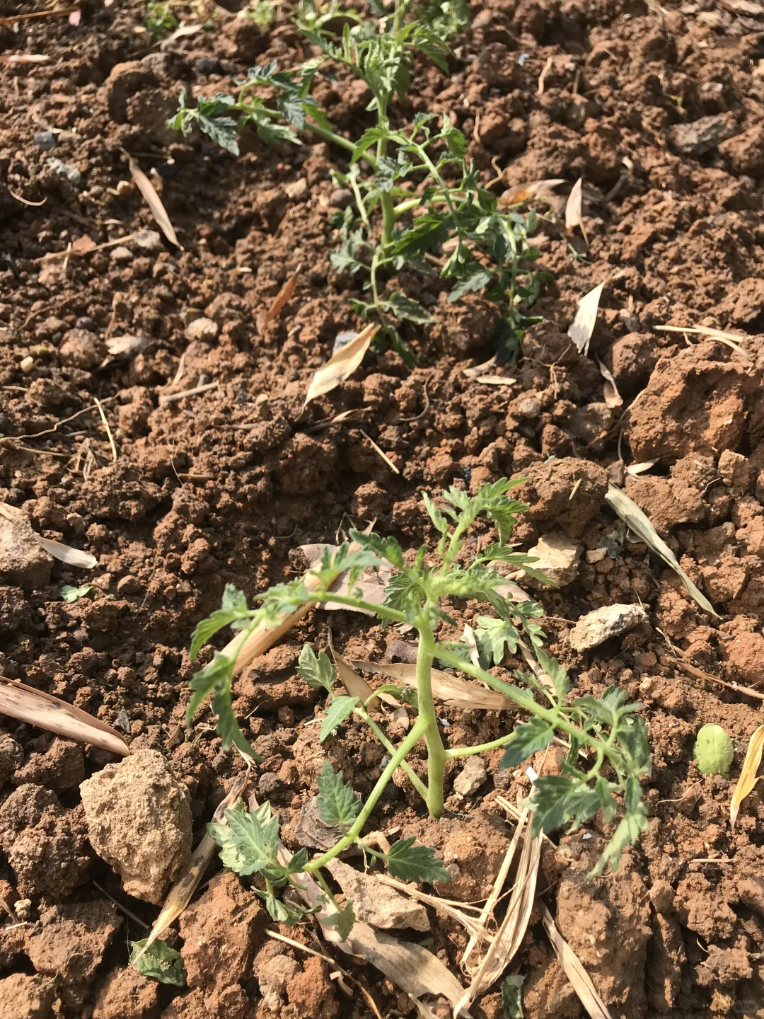 春季种菜的快乐