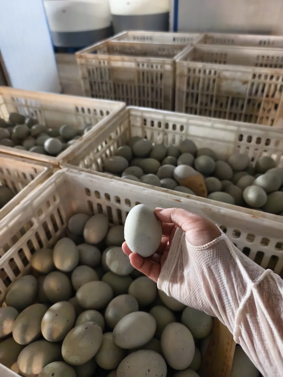 探访团林大型禽蛋工厂——碧珠牌禽蛋