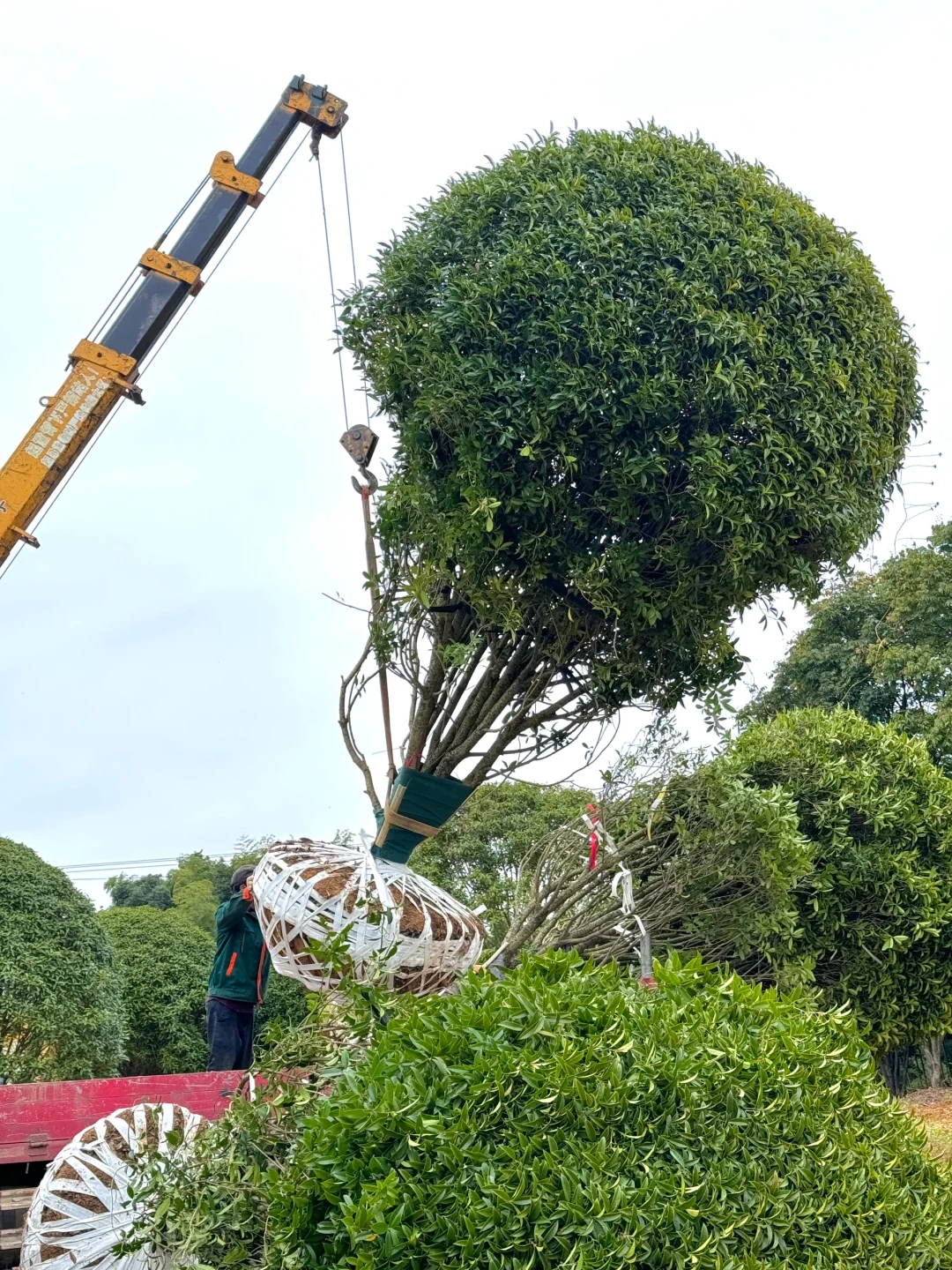 今天两大车桂花发往杭州??