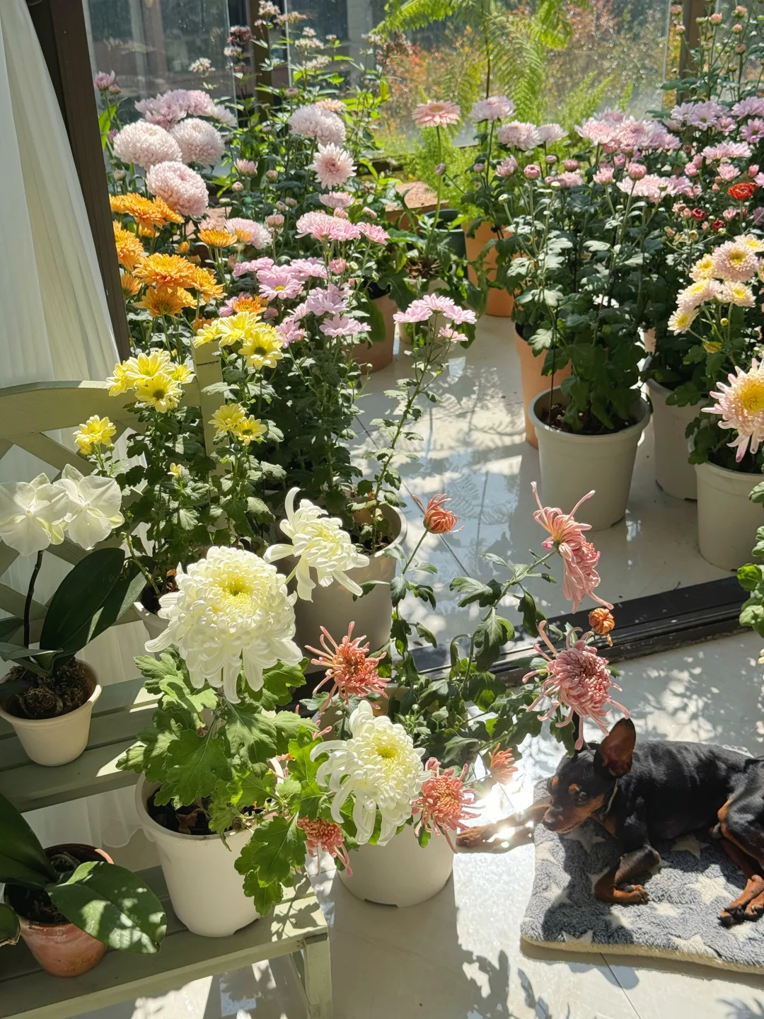 秋天被鲜花和阳光包围的阳台