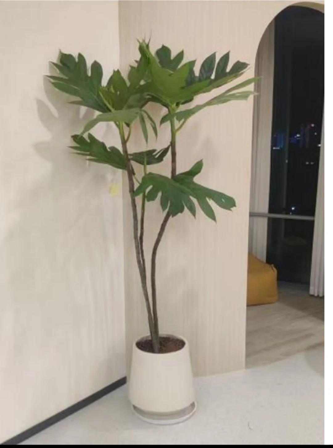 行政必看~深圳绿植租赁、绿植租摆