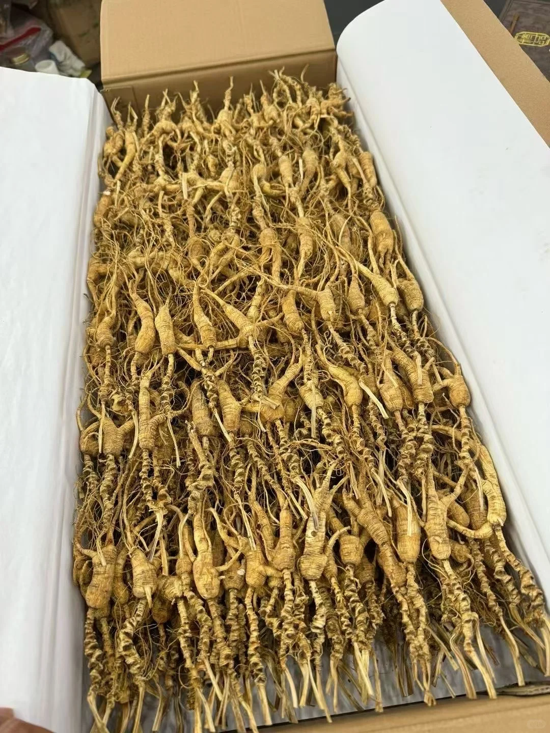 老林下参