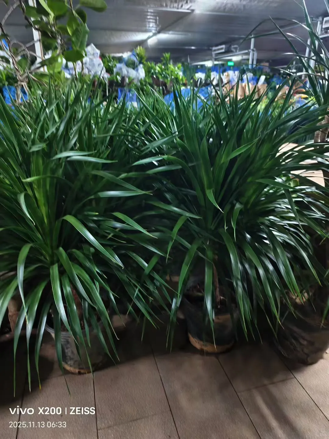 北京鲜花租摆，花卉租赁，绿植租摆公司