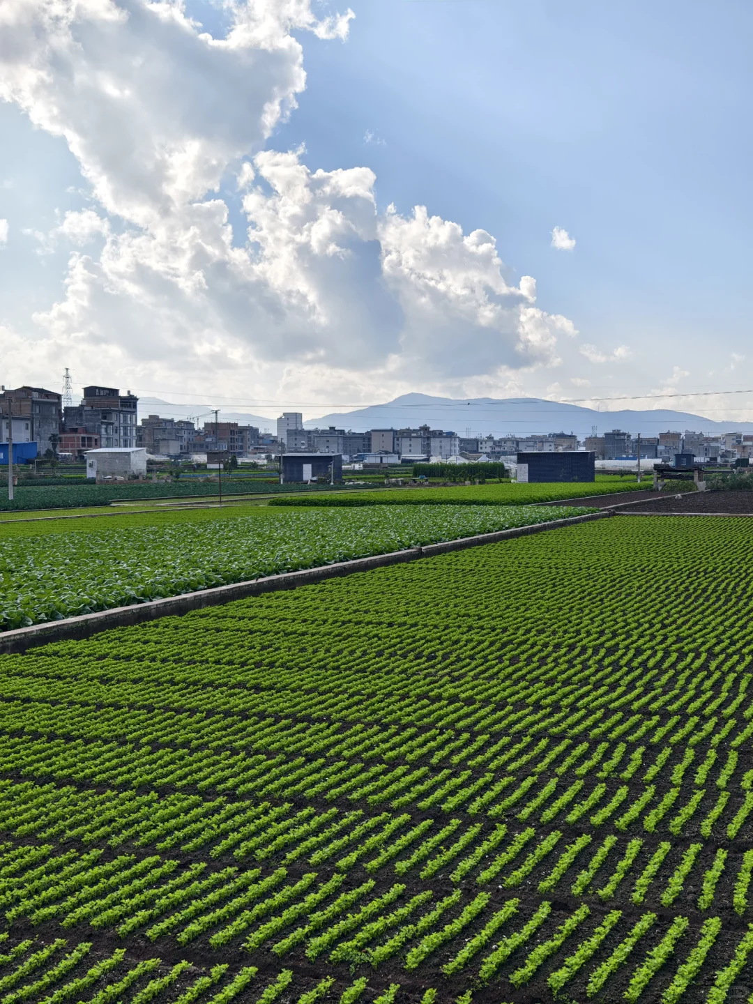 鸽儿们第三季来这里学习种蔬菜呀