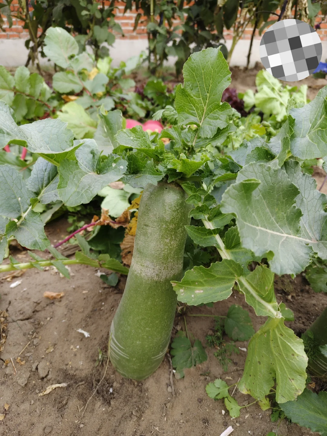 东北农家菜园秋收2️⃣萝卜