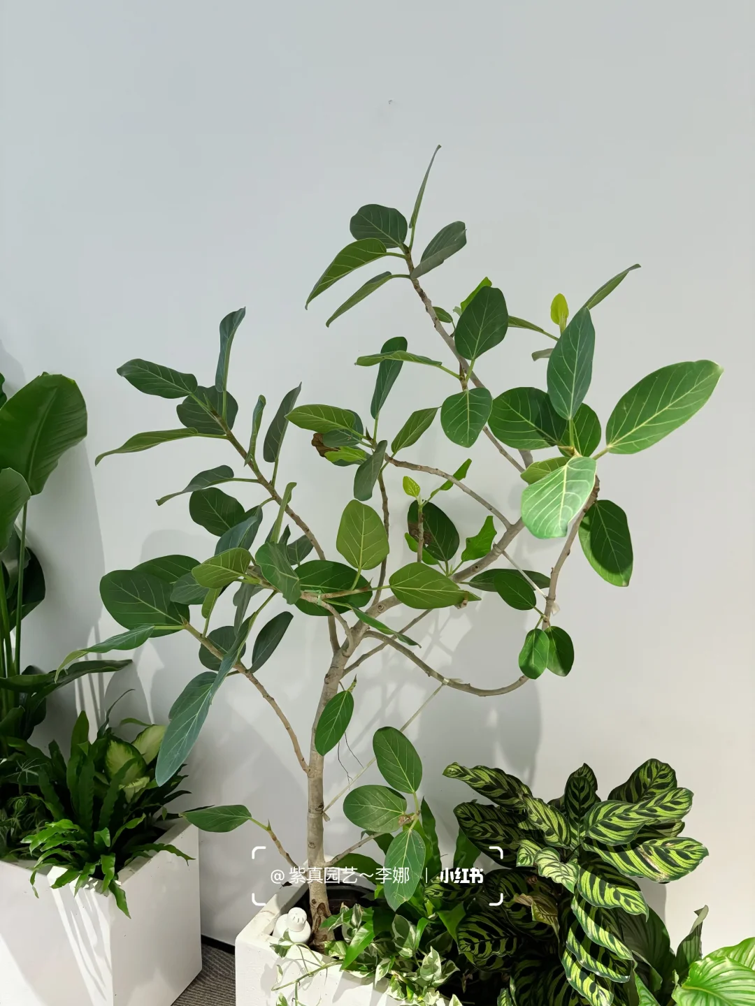 办公室里种一盆绿，治愈自己～