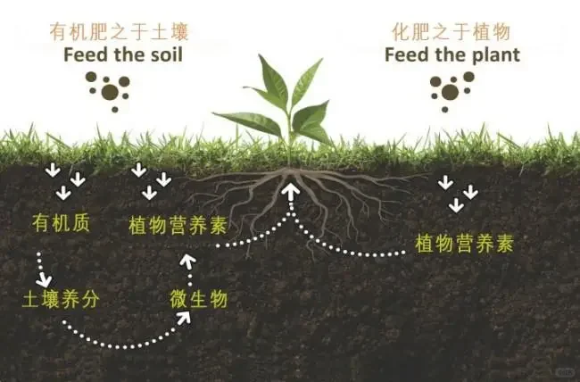 ?有机肥VS无机肥,施肥不再迷茫?
