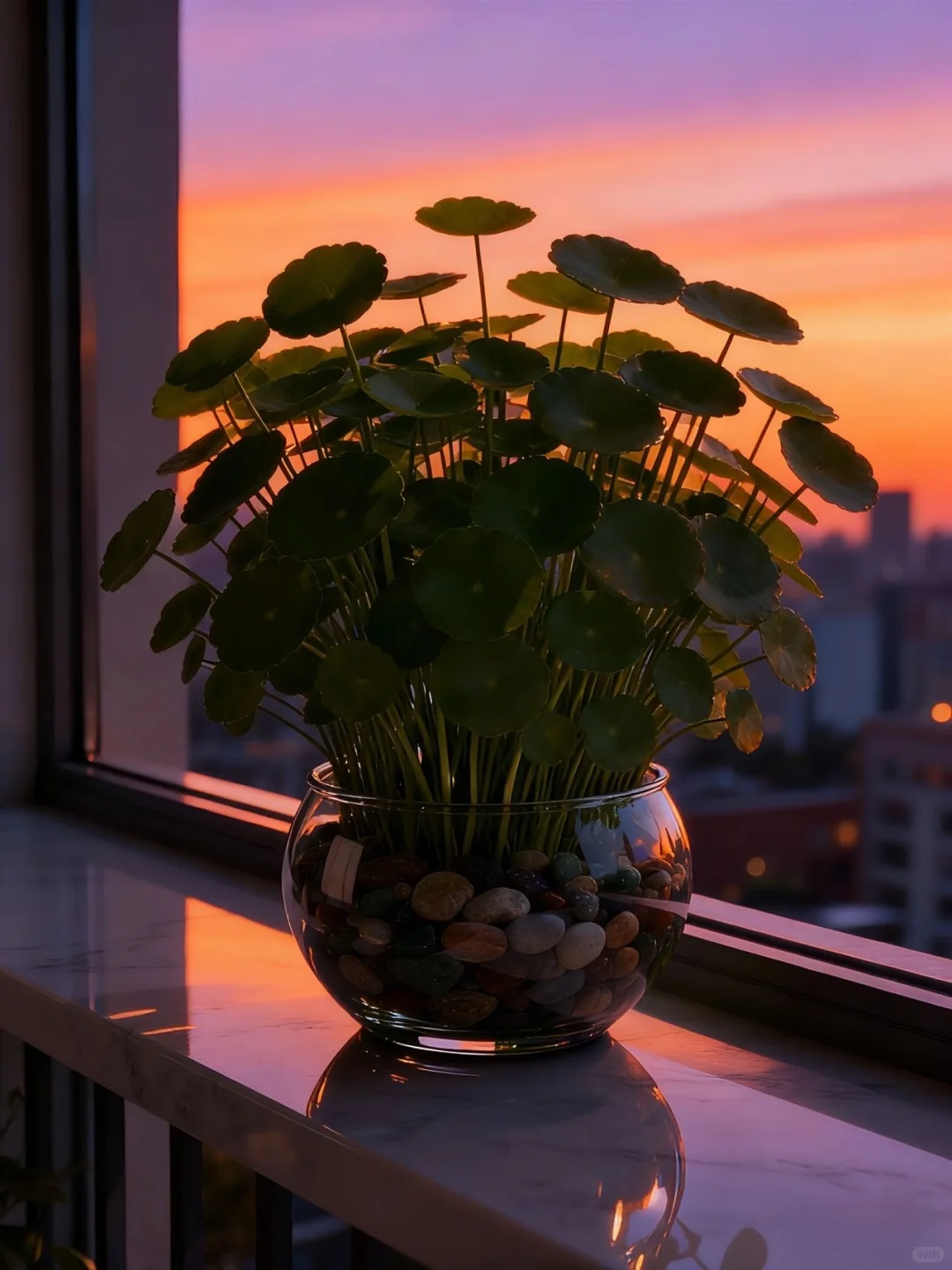 铜钱草水培好还是土培好！关键看效果