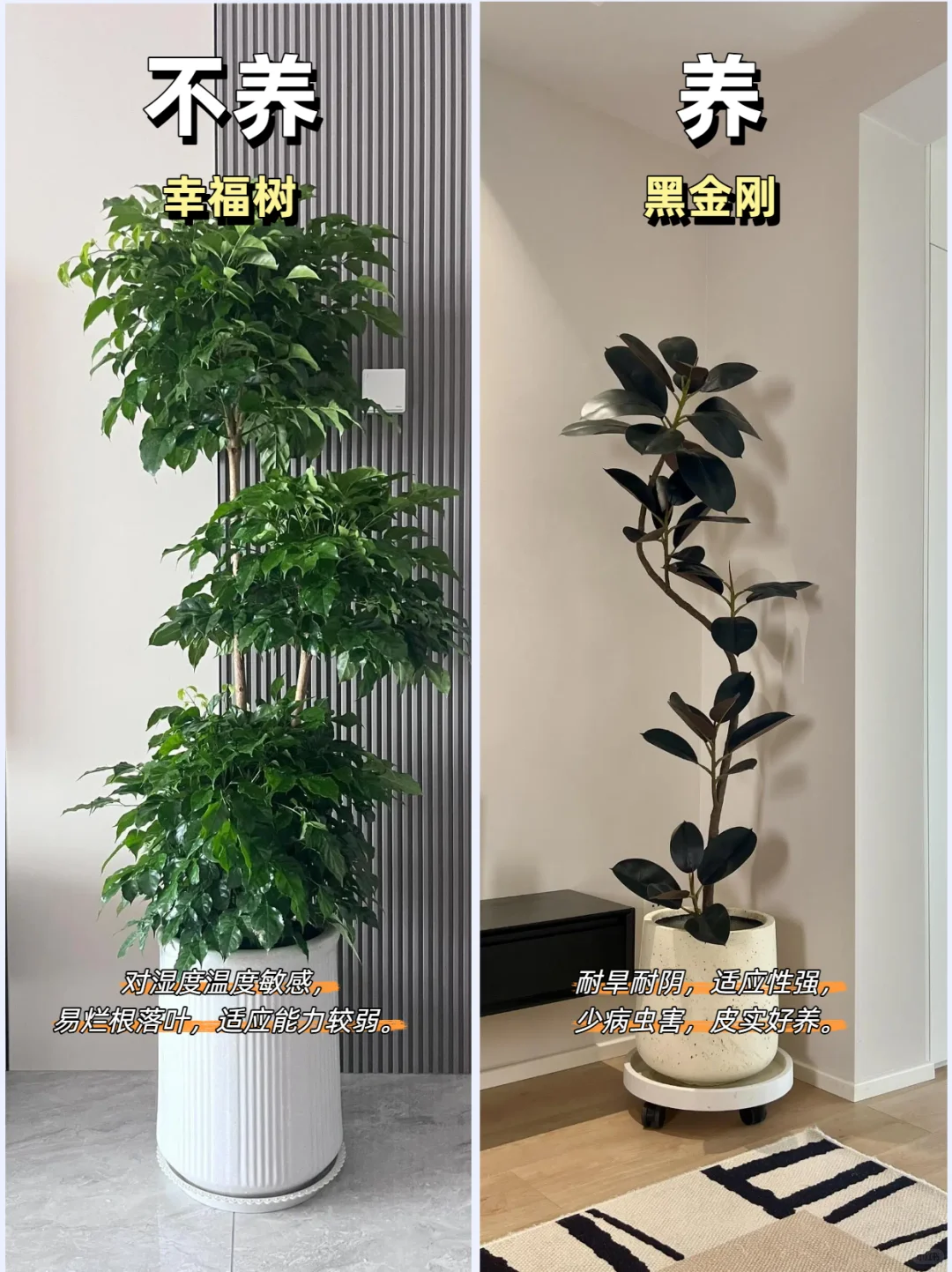 客厅绿植推荐