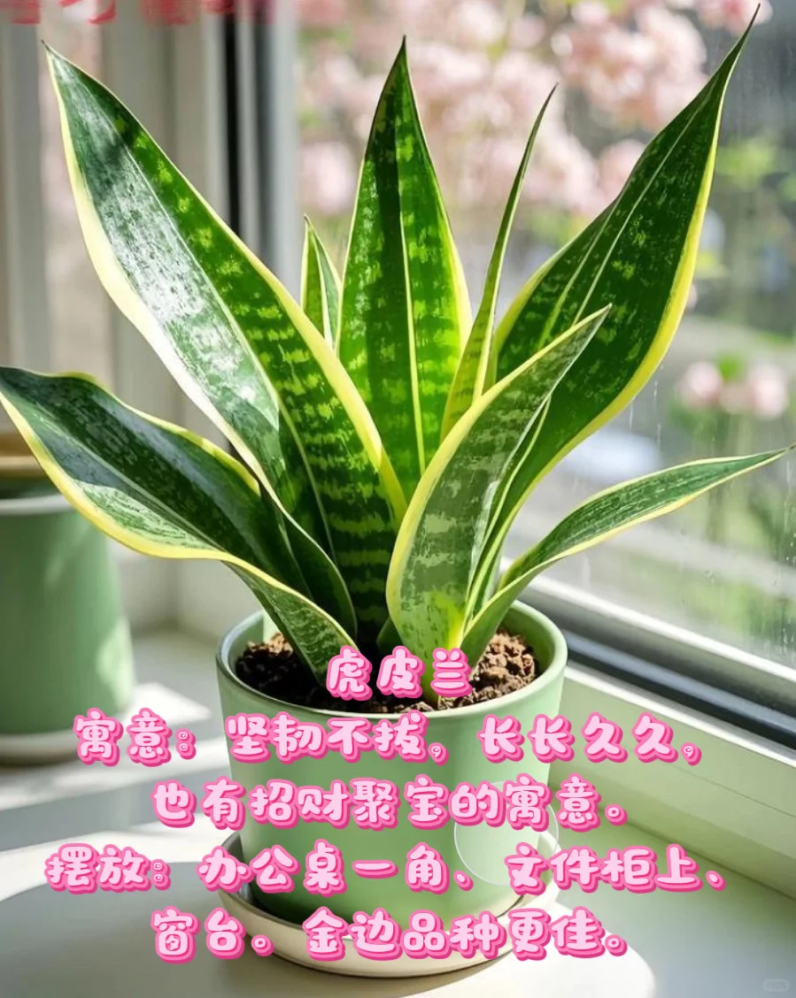 中山｜绿植租赁｜老板办公室植物推荐✨