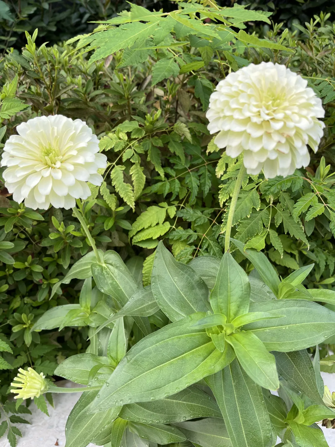 《百日菊，繁花》