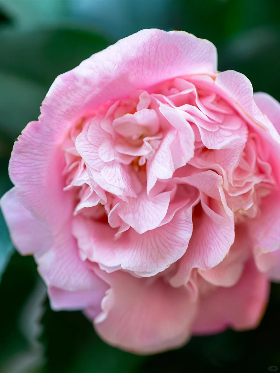 ✨四季开花的香妃山茶，阳台必备