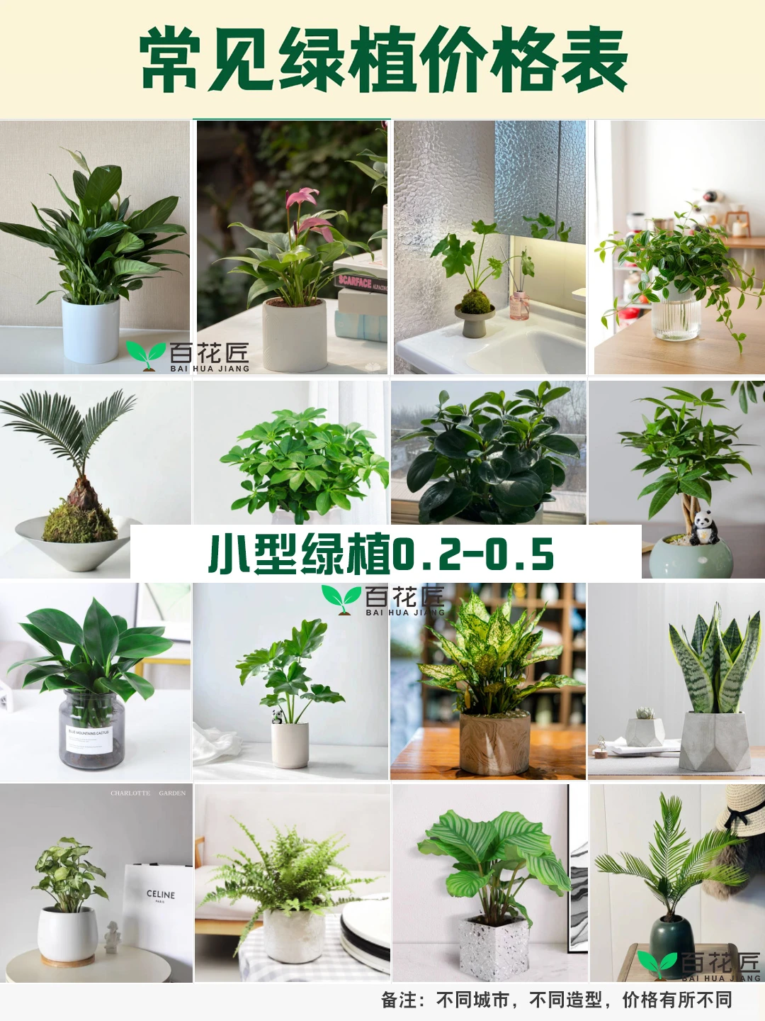 绿植租赁价格公开！0.2元起