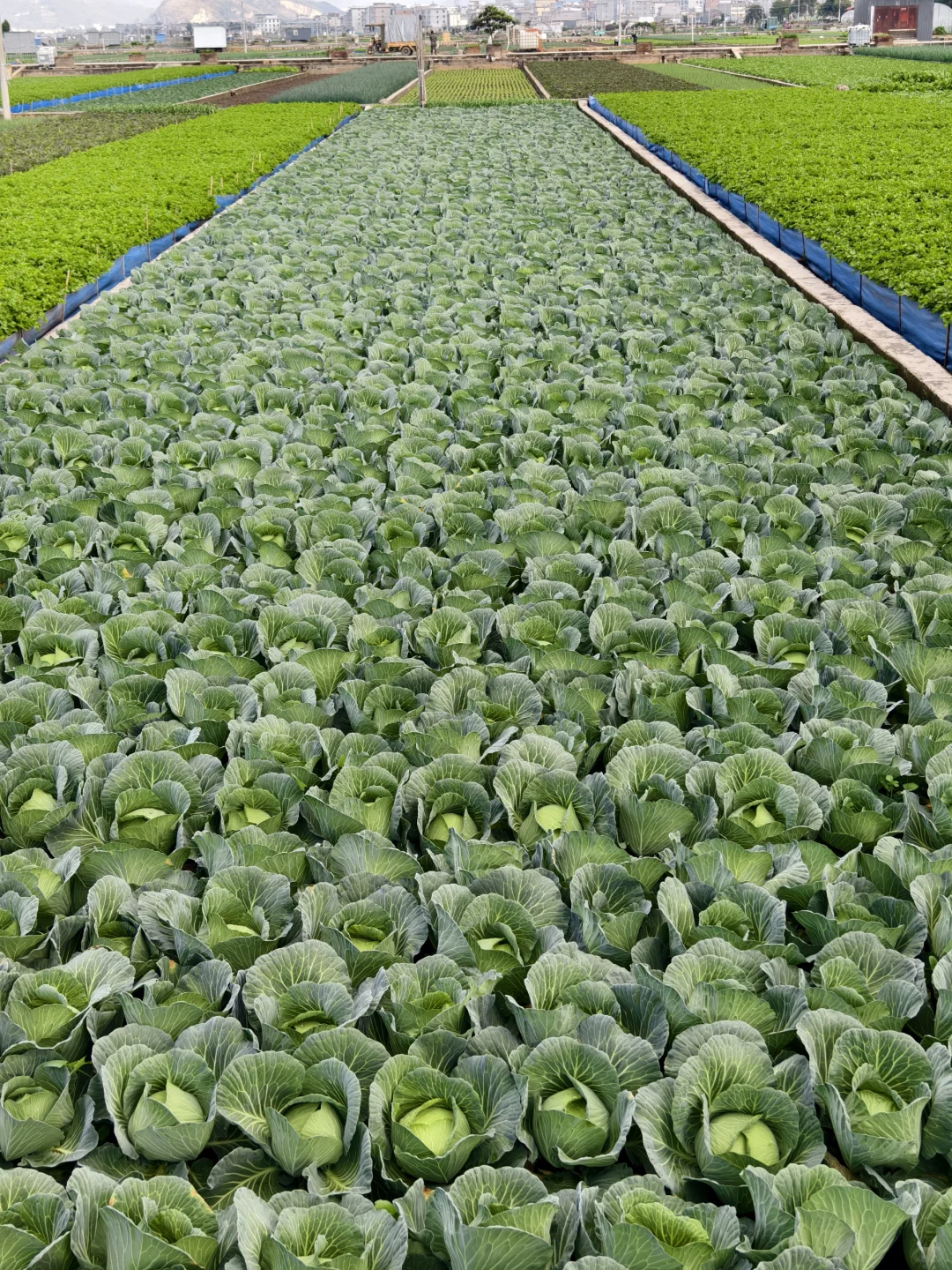 鸽儿们第三季来这里学习种蔬菜呀