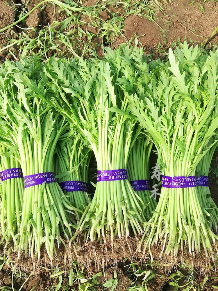 做好保温措施，12月份还能种这5种蔬菜