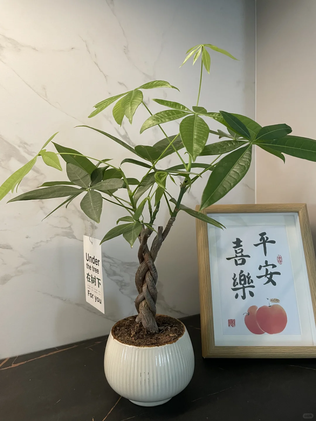 发财树的治愈力谁懂啊！