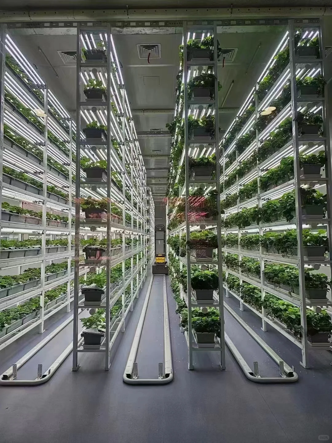 灯光下的大世界~植物工厂中的劳斯莱斯