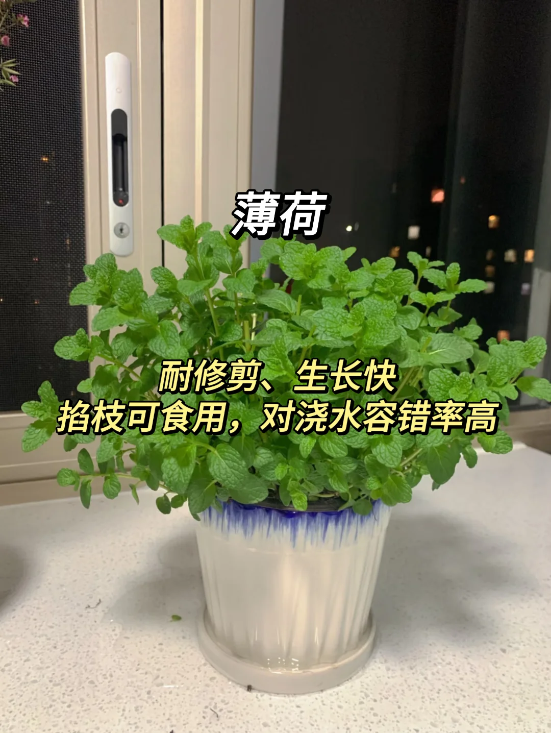 血泪教训！家庭绿植选这些才不踩坑?