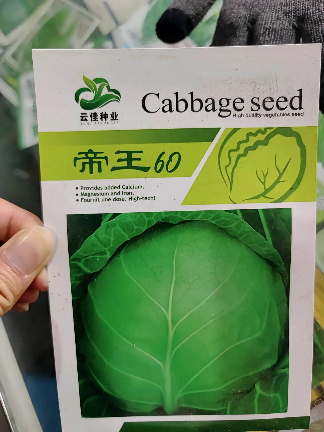 云南，云佳。云佳种业，甘兰种子，甘蓝种子