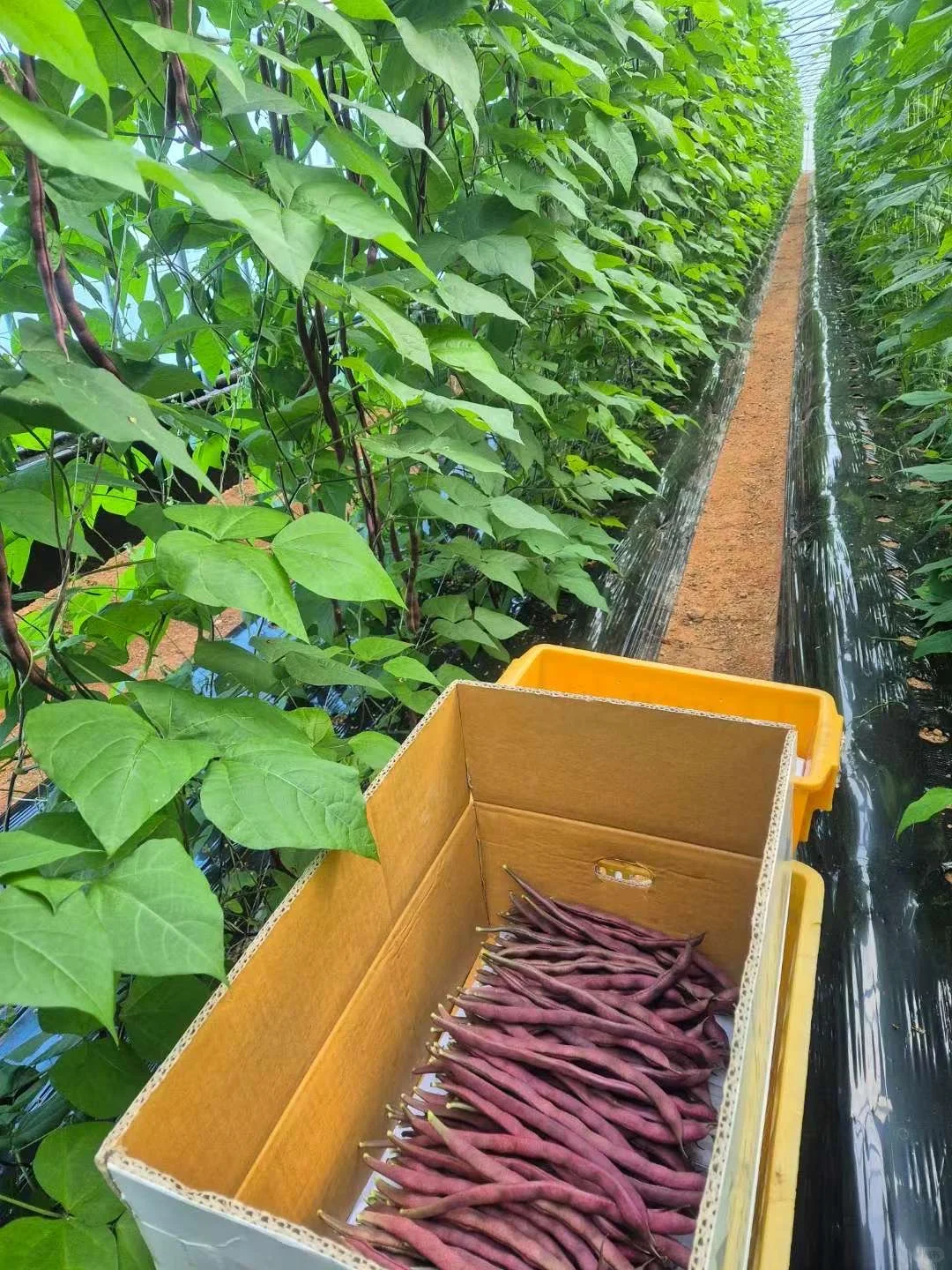 在韩种植的豆角，自己的大棚，保质保量