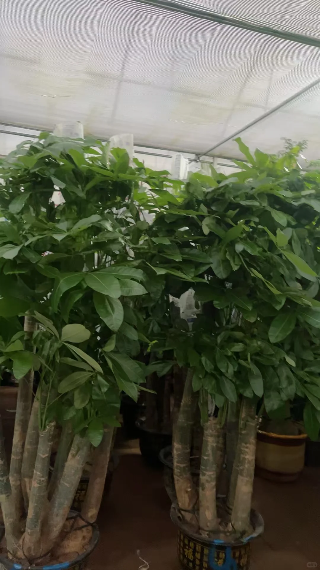 北京鲜花租摆，花卉租赁，绿植租摆公司