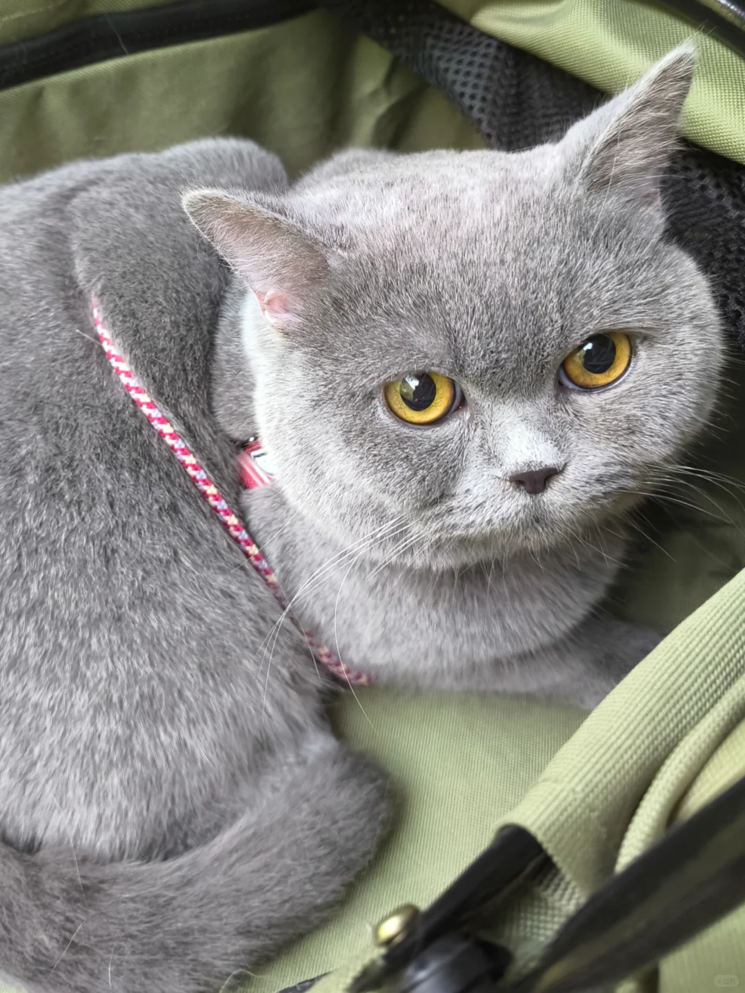 航空/铁路/公路运输 宠物?托运全攻略