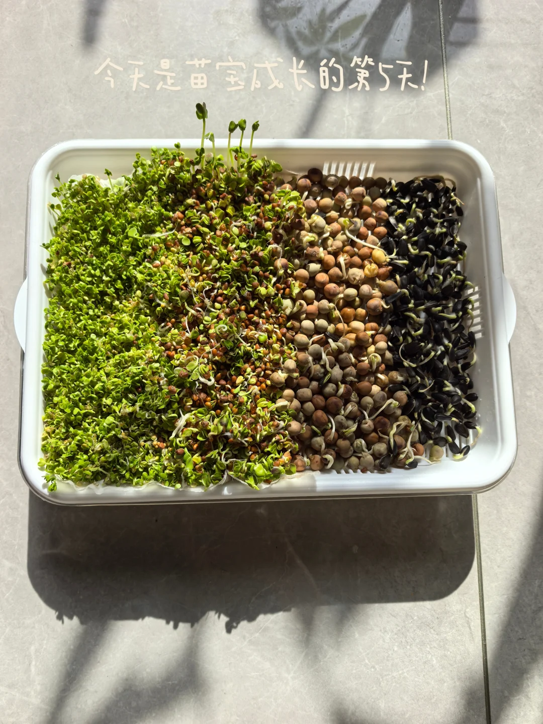 收菜了！秋冬季的第一顿火锅?