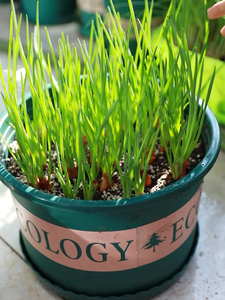 北方冬季室内能种什么菜？种上这些收获满满