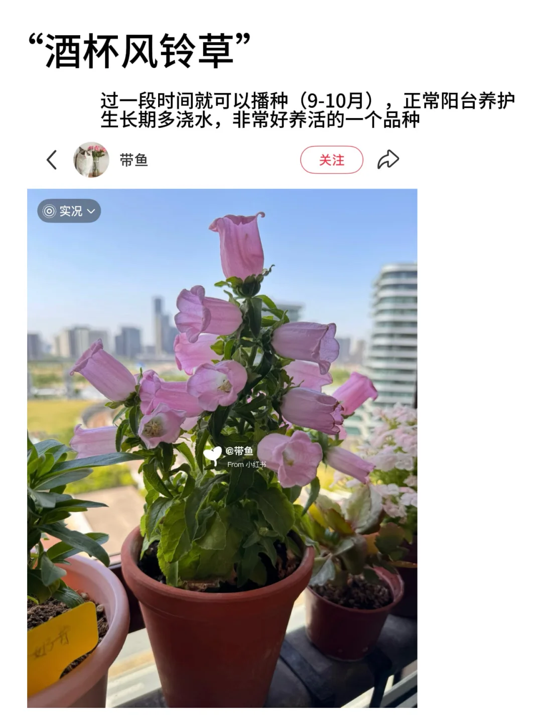 ?适合新手养的高颜值花花｜懒人植物